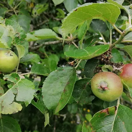 Cable Island 3* Conna