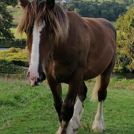 فندق مبيت وإفطار Cable Island