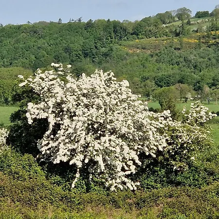 فندق مبيت وإفطار Cable Island Conna