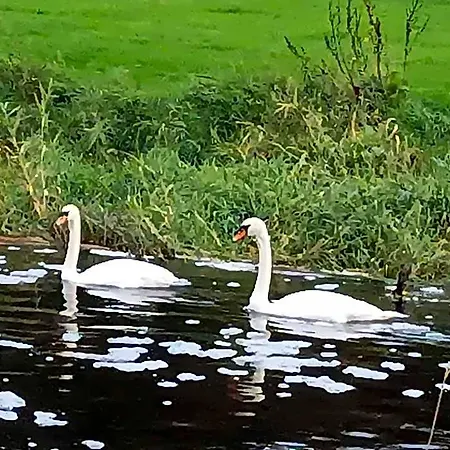 Cable Island Conna