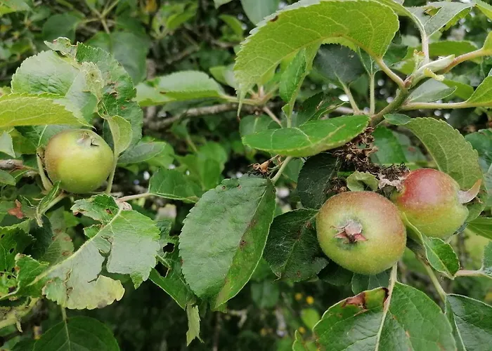 Cable Island 3* Conna