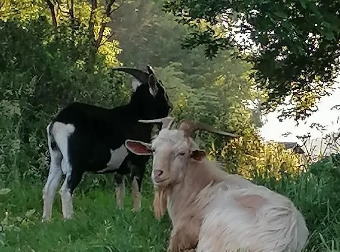 Cable Island Panzió