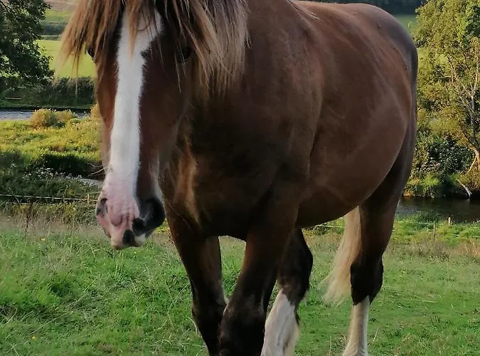 Panzió Cable Island