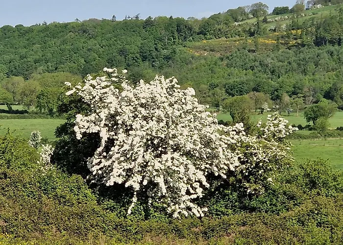 Panzió Cable Island Conna